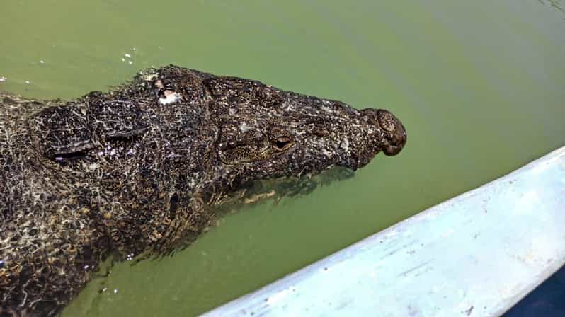 Из Канкуна: однодневная поездка в Рио-Лагартос и Лас-Колорадас и обед ...