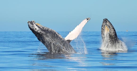From Punta Cana: Whale Watching and Beaches Day Trip