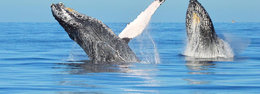 Depuis Punta Cana : Excursion d'une journée pour observer les baleines et les plages