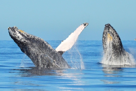 Z Punta Cana: jednodniowa wycieczka na obserwację wielorybów i plaże