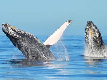 From Punta Cana: Whale Watching and Beaches Day Trip