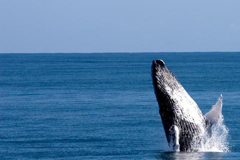 Au départ de Punta Cana : Journée d'observation des baleines et des plages