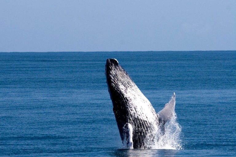 Z Punta Cana: jednodniowa wycieczka na obserwację wielorybów i plaże