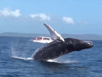 Samana: Guided Day Trip with Buffet Lunch and Whale Watching