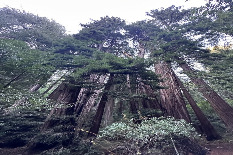 San Francisco : Excursion d'une journée à Alcatraz, Muir Woods et Sausalito