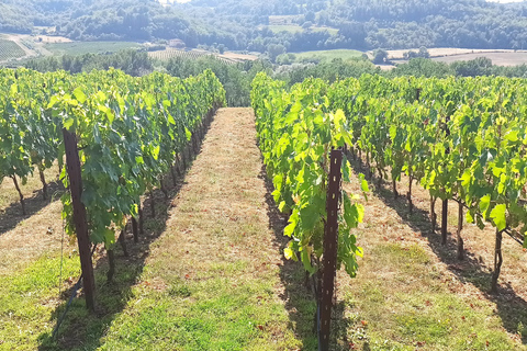 Florens: Volterra &amp; San Gimignano vinresa med lunchChianti-tur med besök av San Gimignano och Volterra