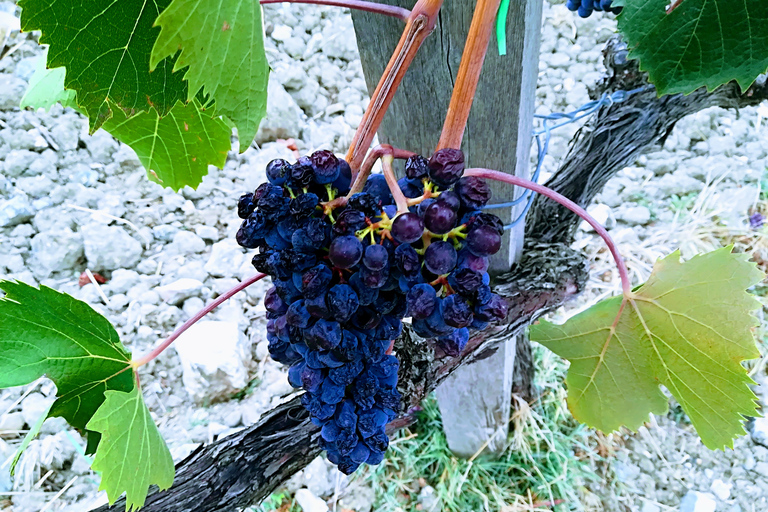 Florens: Volterra &amp; San Gimignano vinresa med lunchChianti-tur med besök av San Gimignano och Volterra