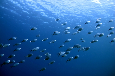 Lanzarote: duikcursus voor beginners in kleine groepen (2 duiken)