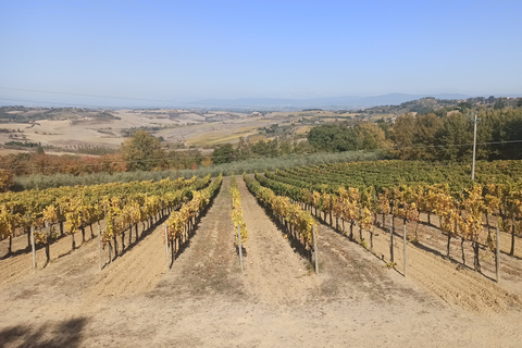 Pise et Chianti en demi-journée avec dégustation de vinsOption standard