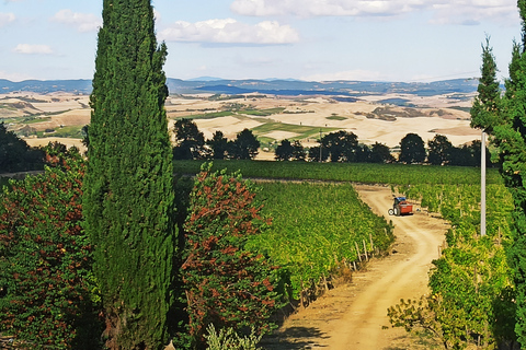 Pise et Chianti en demi-journée avec dégustation de vinsOption standard