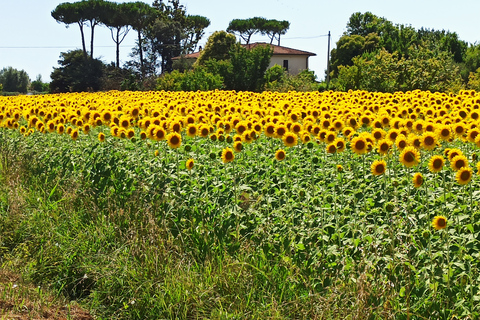 From Florence: Pisa/Chianti Half Day Tour with Wine TastingStandard Option