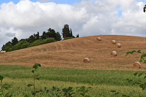 Från Florens: Pisa/Chianti halvdagstur med vinprovningStandardalternativ