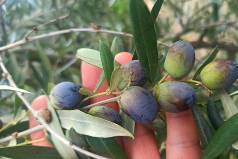 Från Florens: Pisa/Chianti halvdagstur med vinprovningStandardalternativ