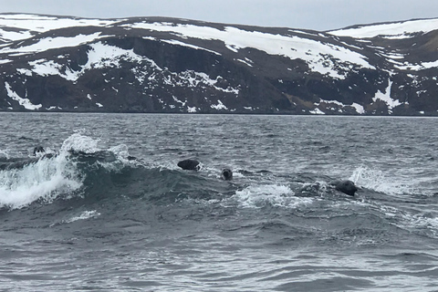 هونينغسفاغ سلطعون ملك شمال كيب الشمالي وسفاري الحياة البرية في القطب الشمالي