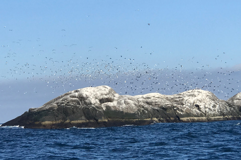 هونينغسفاغ سلطعون ملك شمال كيب الشمالي وسفاري الحياة البرية في القطب الشمالي