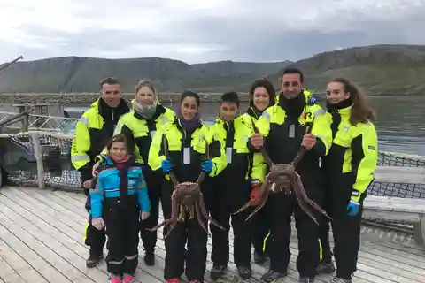 Honningsvåg: Cangrejo Real del Cabo Norte y Safari por la Fauna Ártica