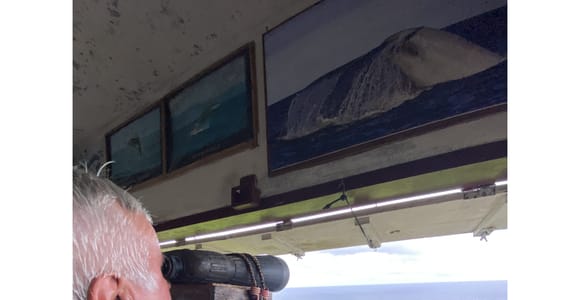 Pico Island: Whale Lookout Tour with Guide