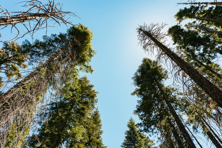 San Francisco: Yosemite National Park & Giant Sequoias Hike Shared Tour with French Audio Guide