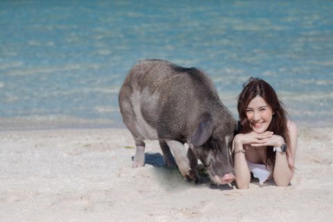 Half day Pig Island & Snorkeling trip by Speed Boat