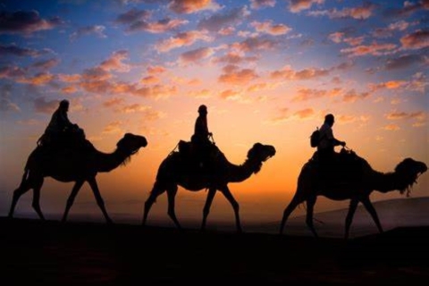 Doha : Safari nocturne dans le désert, ligne maritime, mer intérieure et promenade à dos de chameauOption standard