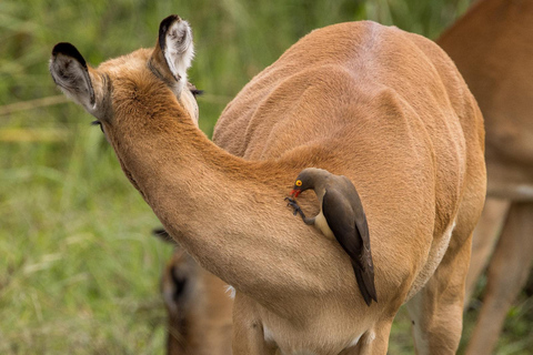 Nairobi: passeio de meio dia no Parque NacionalNairobi: tour privado de meio dia no Parque Nacional
