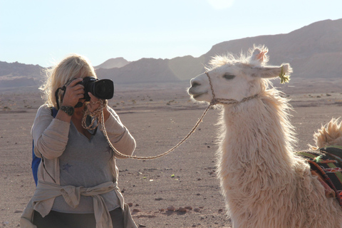 San Pedro de Atacama: Lhamas husvagn