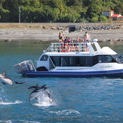 From Christchurch: Kaikōura Day Tour with Dolphin Swim From Christchurch: Kaikōura Day Tour with Dolphin Swim