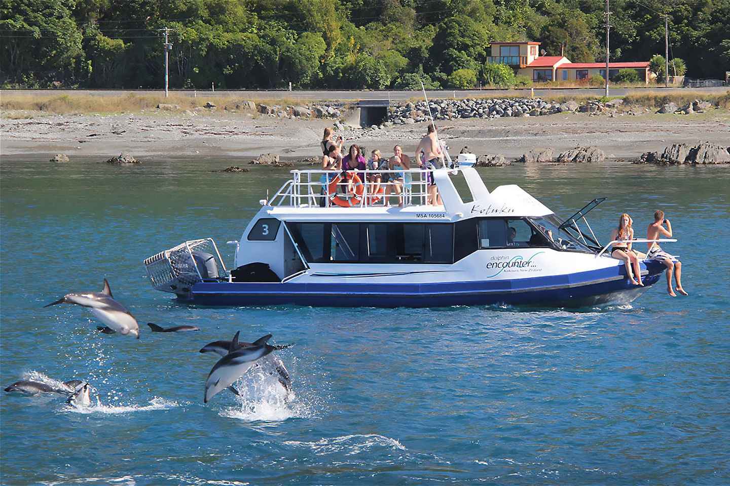 From Christchurch: Kaik?ura Day Tour with Dolphin Swim - From Christchurch: Kaikōura Day Tour with Dolphin Swim