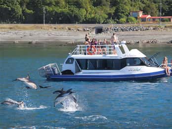 Excursion observation des dauphins — Cheeky Kea Tours