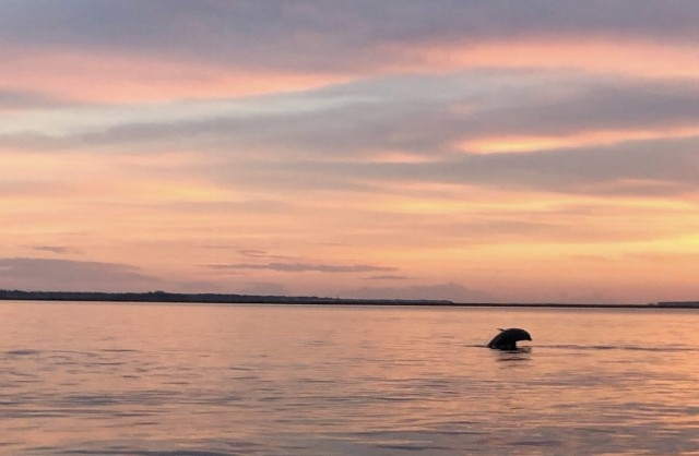 Visit Hilton Head Island Sunset Dolphin Watching Tour in Hilton Head Island