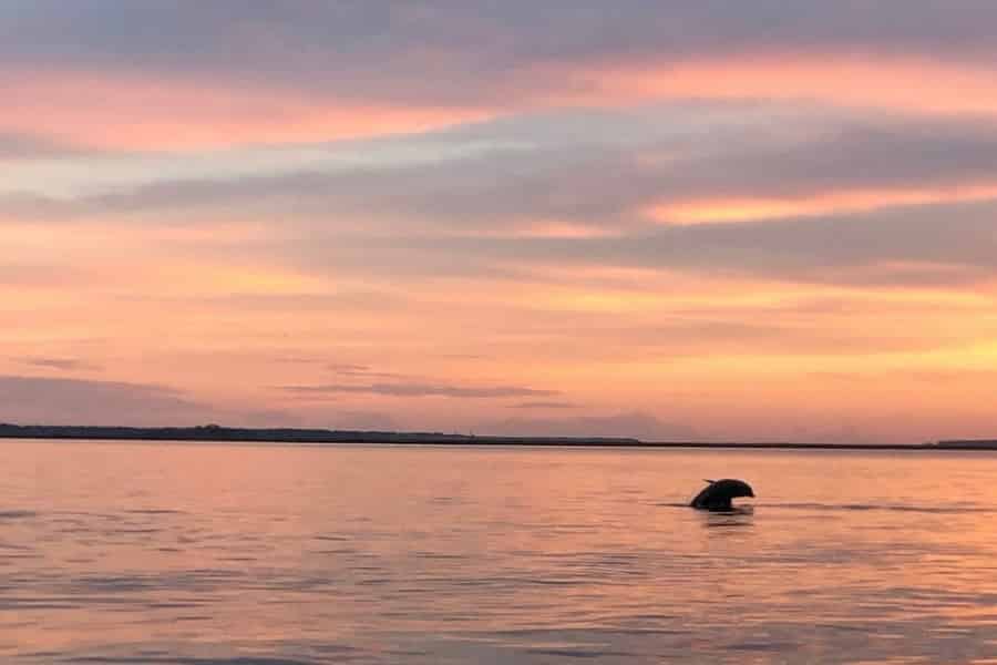 Hilton Head Island: Delfinbeobachtungstour bei Sonnenuntergang. Foto: GetYourGuide