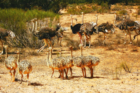 Agadir : Safari dans le parc de Sous Massa, excursion en jeep dans le désert et déjeuner