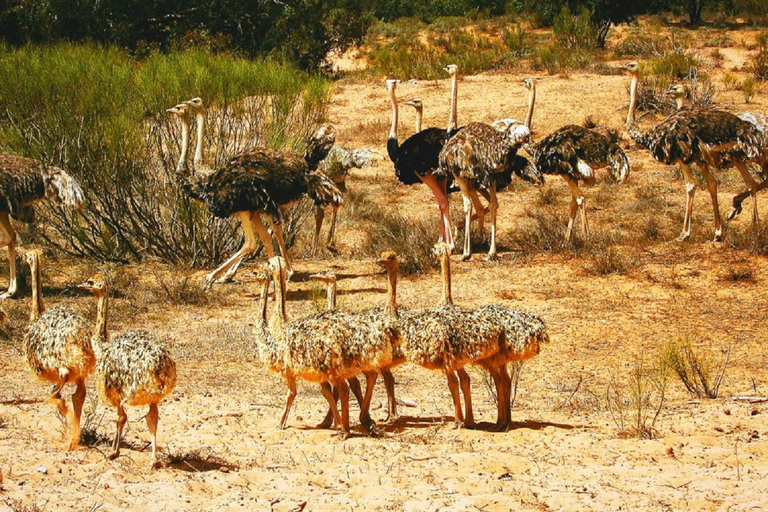 Agadir: Safari w parku Sous Massa, wycieczka jeepem po pustyni i lunch