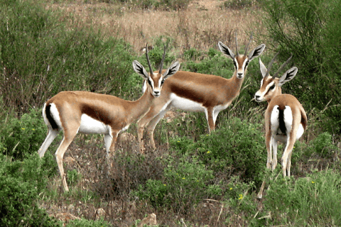 Agadir: Sous Massa Park Safari, Desert Jeep Tour, and Lunch