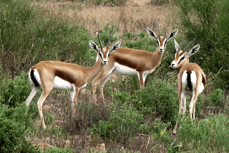 Agadir: Safari in het Sous Massa Park, woestijn jeep tour en lunch