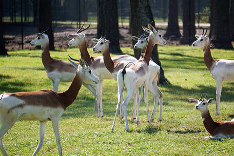 Agadir: Safari in het Sous Massa Park, woestijn jeep tour en lunch