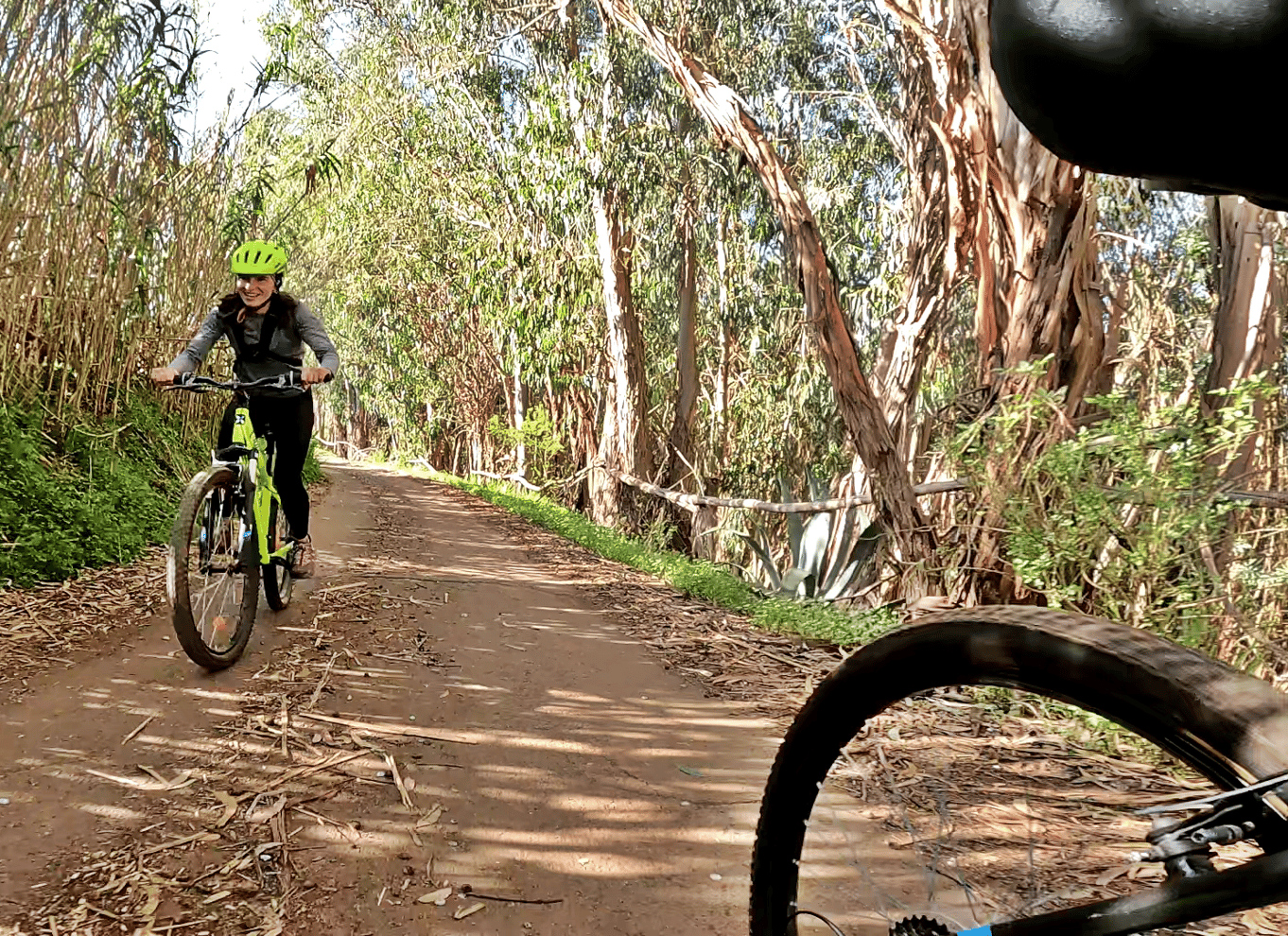 Firgas: Mountainbike-tur i skoven på Gran Canaria