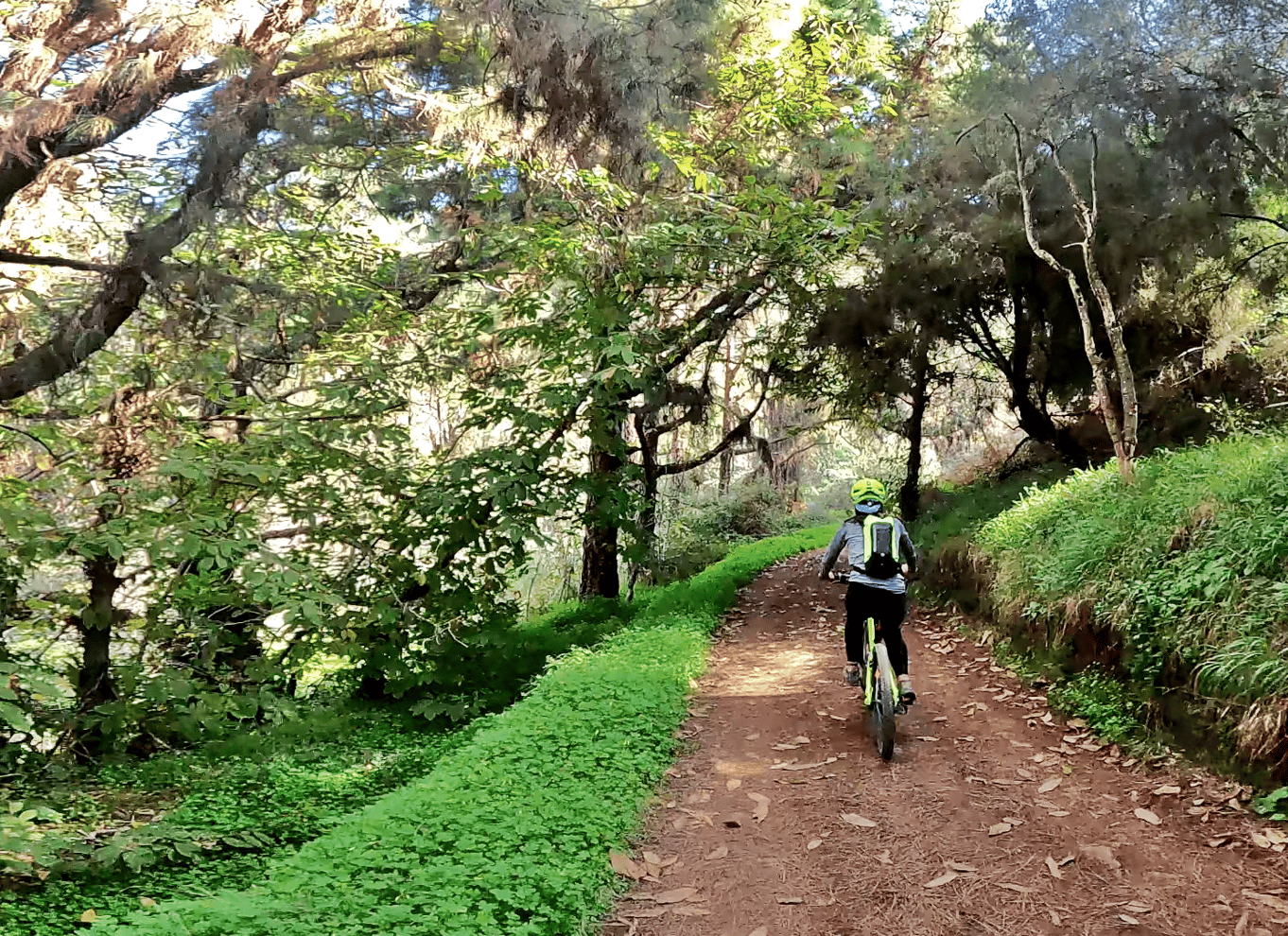 Firgas: Mountainbike-tur i skoven på Gran Canaria