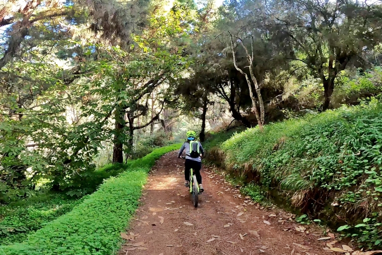 Mountainbike in den nördlichen Wäldern von Gran Canaria