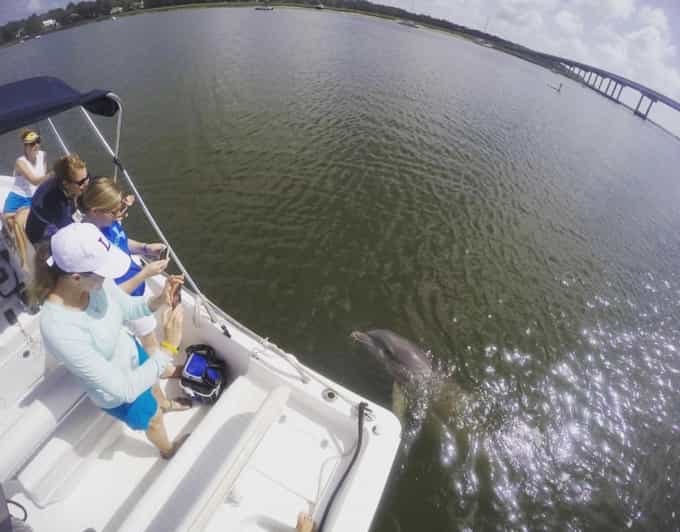 Hilton Head Island Private Dolphin Watching Boat Tour GetYourGuide
