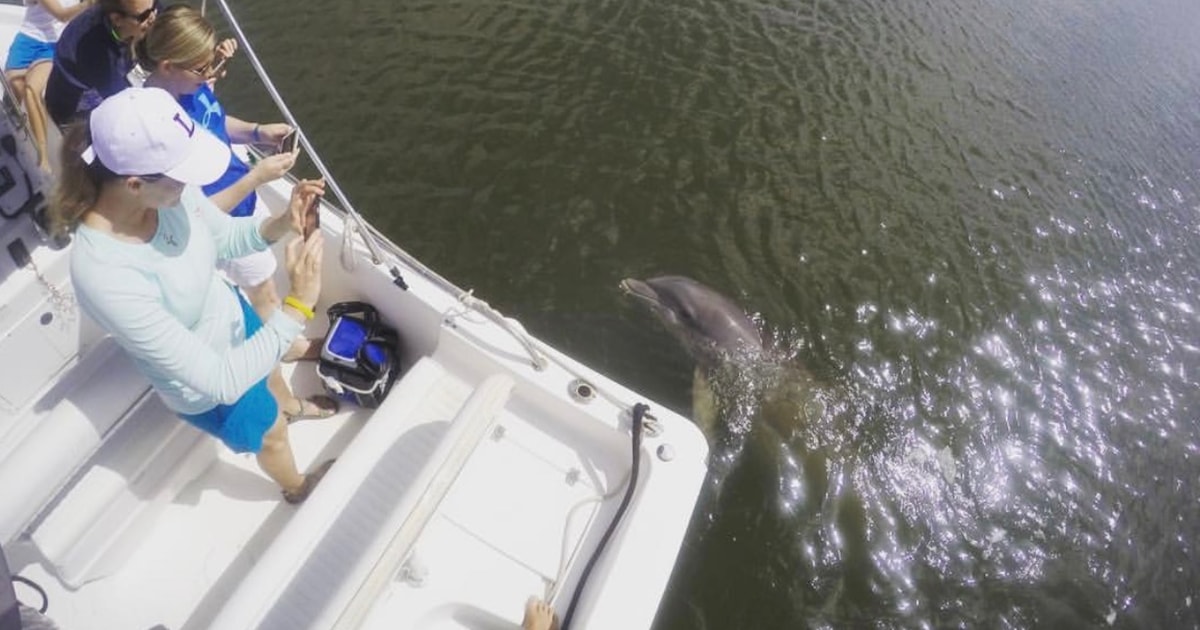 ヒルトン ヘッド島：プライベート イルカ ウォッチング ボート ツアー GetYourGuide