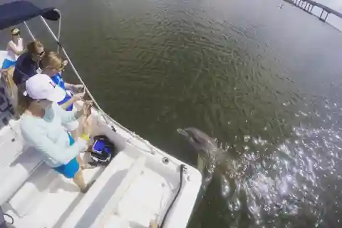 Hilton Head Island: Private Delphinbeobachtungstour mit dem Boot