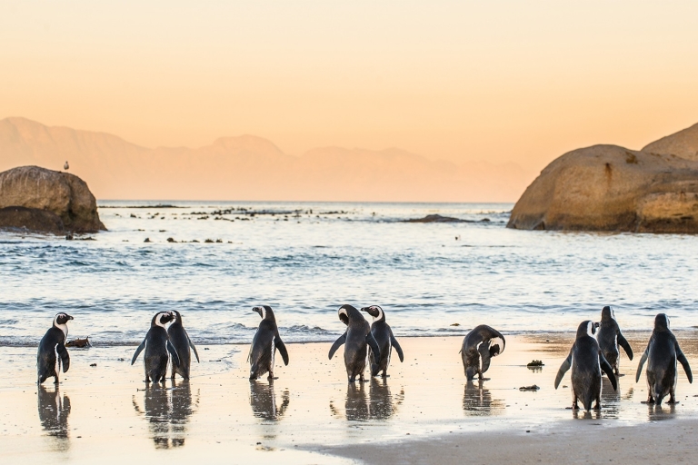 Cape Peninsula Day Tour: foki, pingwiny i Przylądek Dobrej Nadziei