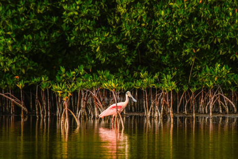 Cancún: Morning or Sunset Kayak Adventure in Nichupte Lagoon Kayak Adventure in Nichupte Lagoon