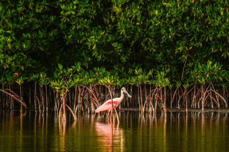 Cancún: aventura de caiaque pela manhã ou ao pôr do sol na lagoa NichupteAventura de caiaque pela manhã ou ao pôr do sol em Cancún