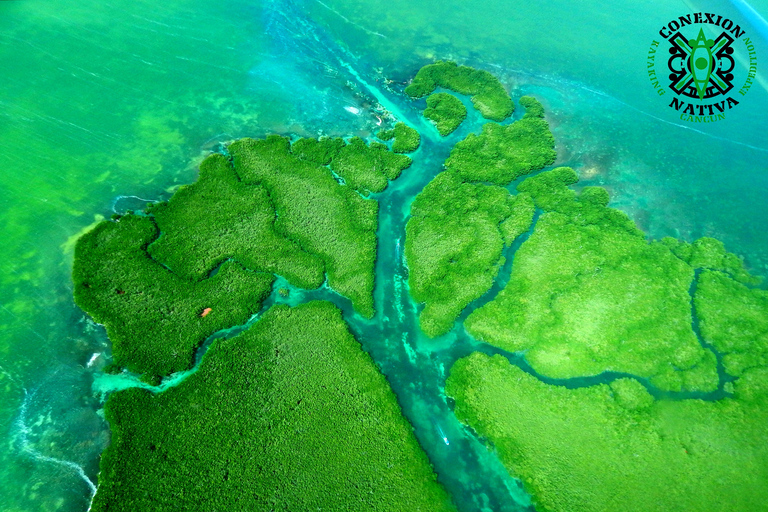 Cancún: Morning or Sunset Kayak Adventure in Nichupte Lagoon Kayak Adventure in Nichupte Lagoon