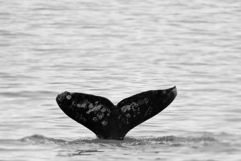 Seattle: Gray Whale Watching Tour