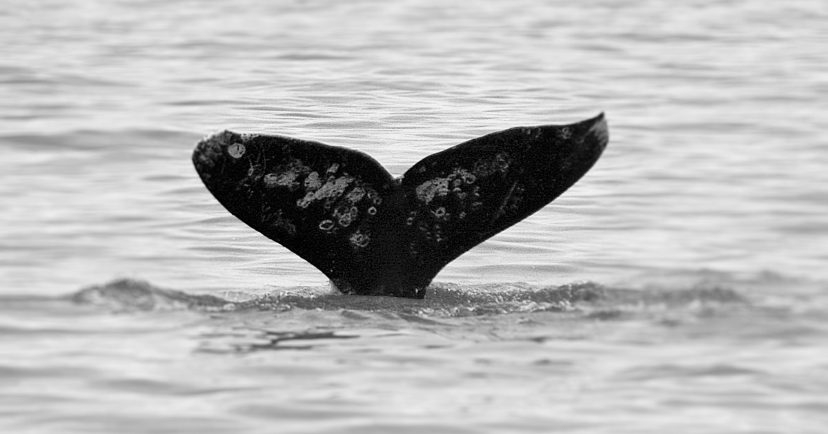 Seattle: Gray Whale Watching Tour | GetYourGuide