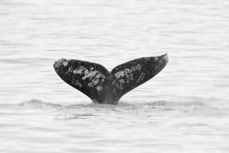 Seattle: Gray Whale Watching Tour. Foto: GetYourGuide
