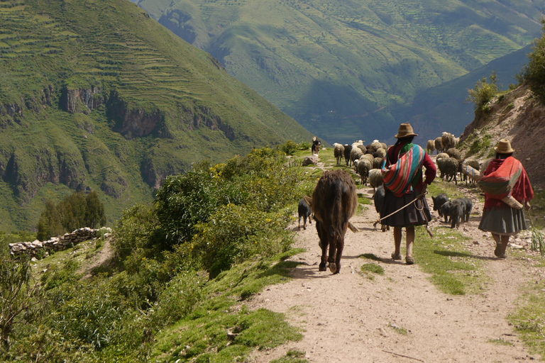 Cusco: acclimatisatiewandeling met lunchpakket en hoteltransfers